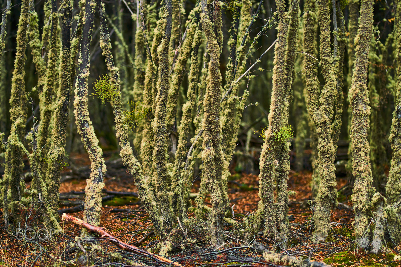 Sony a99 II sample photo. Broken trees and broken branches on the site of beaver dams in the tierra del fuego national... photography