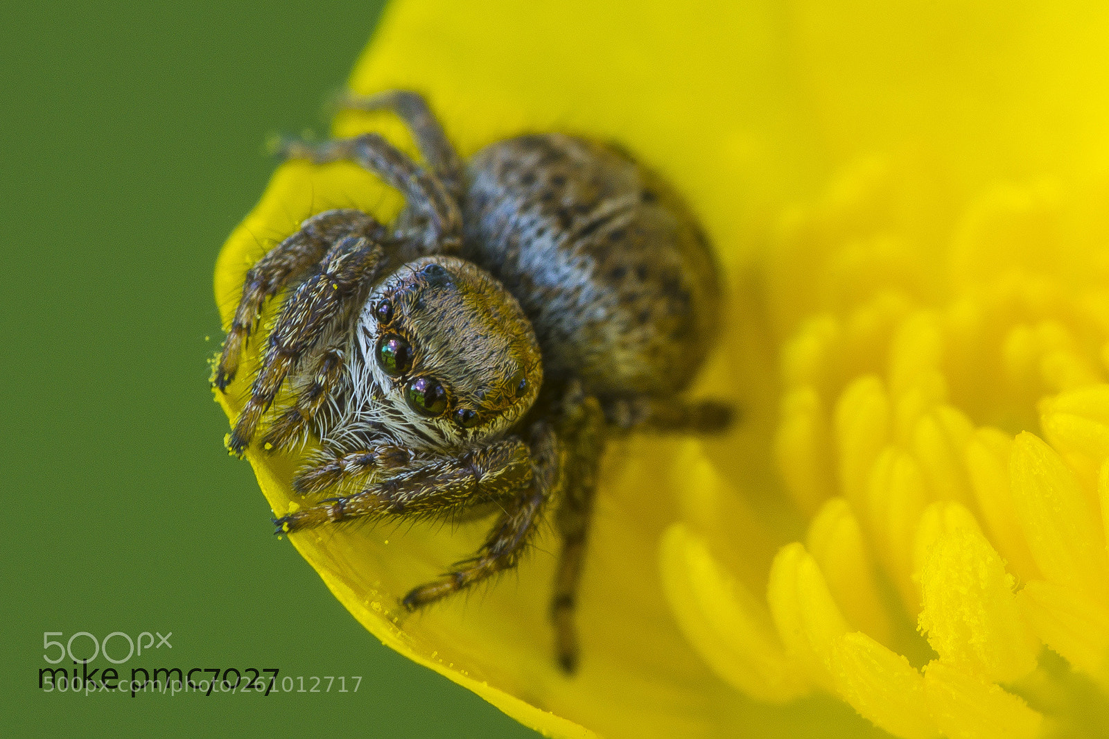 Nikon D7100 sample photo. Jumping spider photography