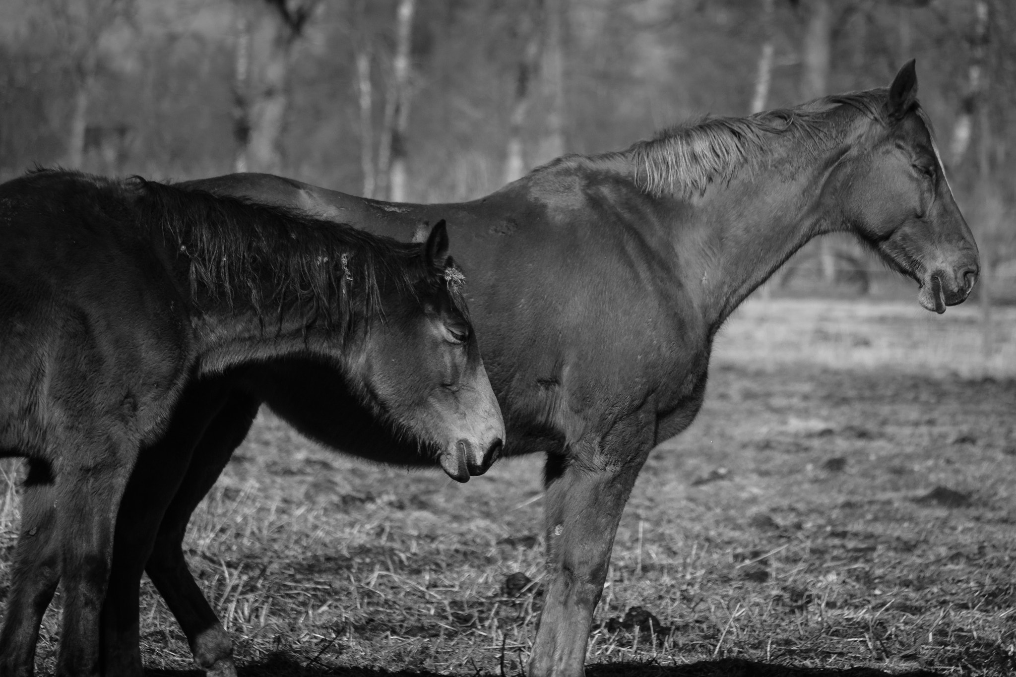 Fujifilm X-E3 sample photo. Sleeping horses photography