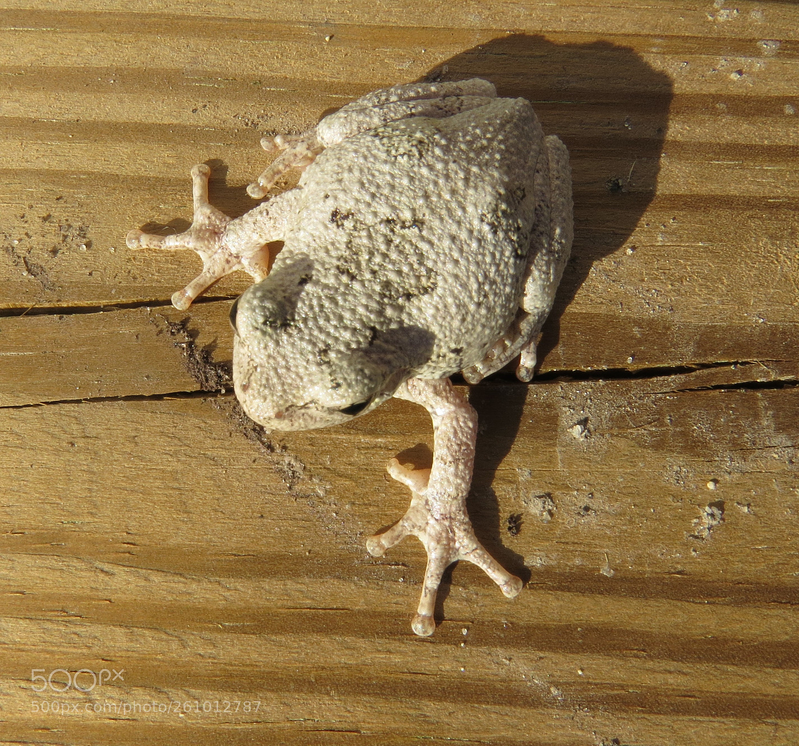 Canon PowerShot SX50 HS sample photo. Tree frog photography