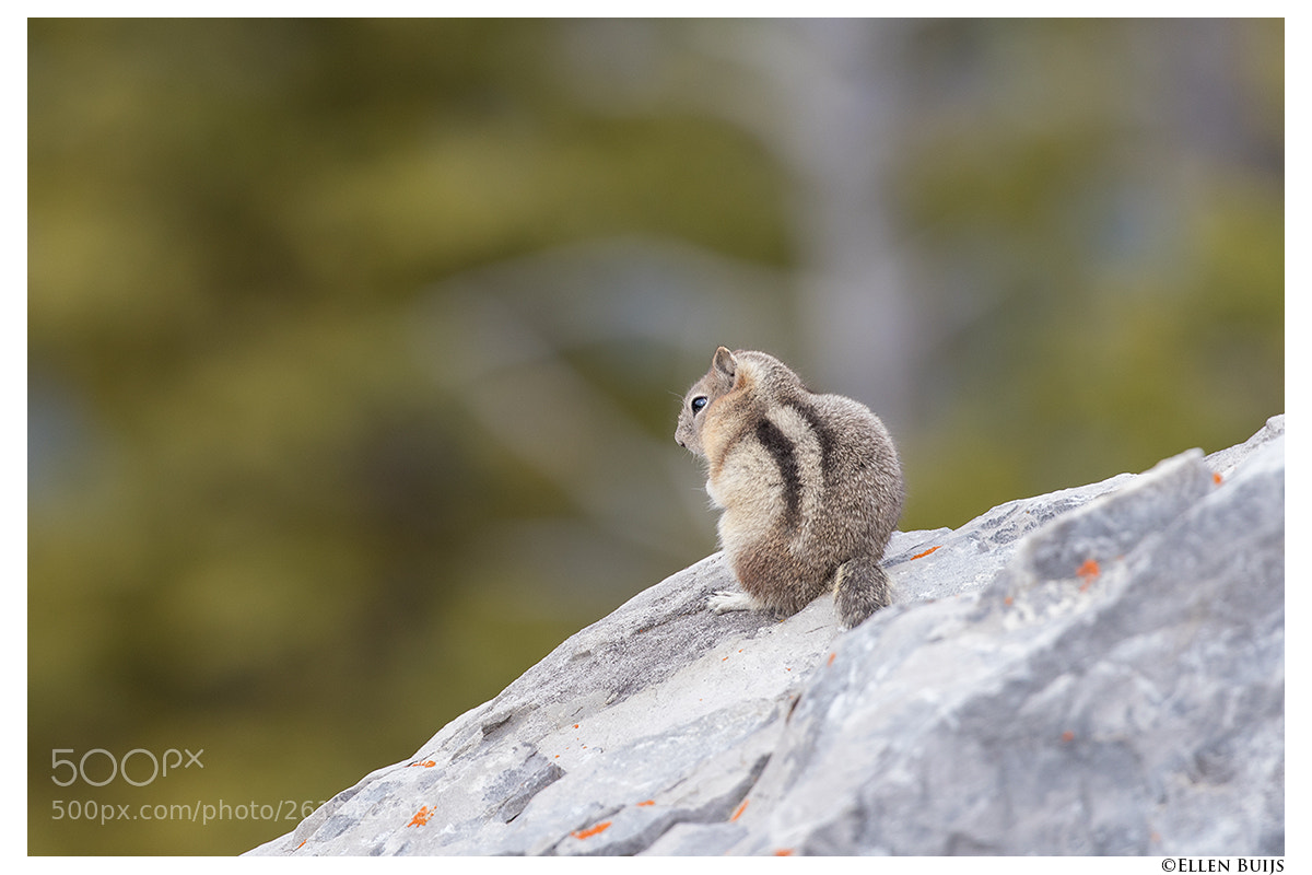 Canon EOS 7D Mark II sample photo. Canada 2018 photography