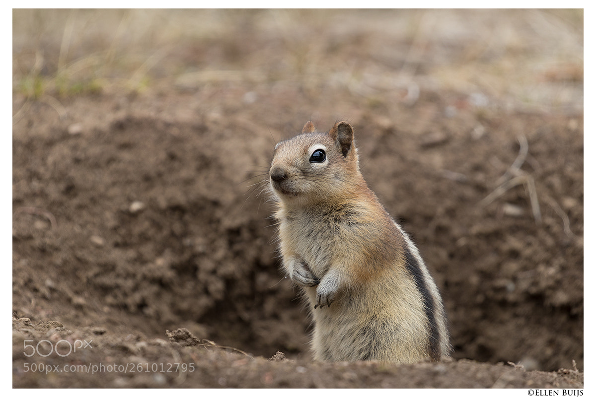 Canon EOS 7D Mark II sample photo. Canada 2018 photography