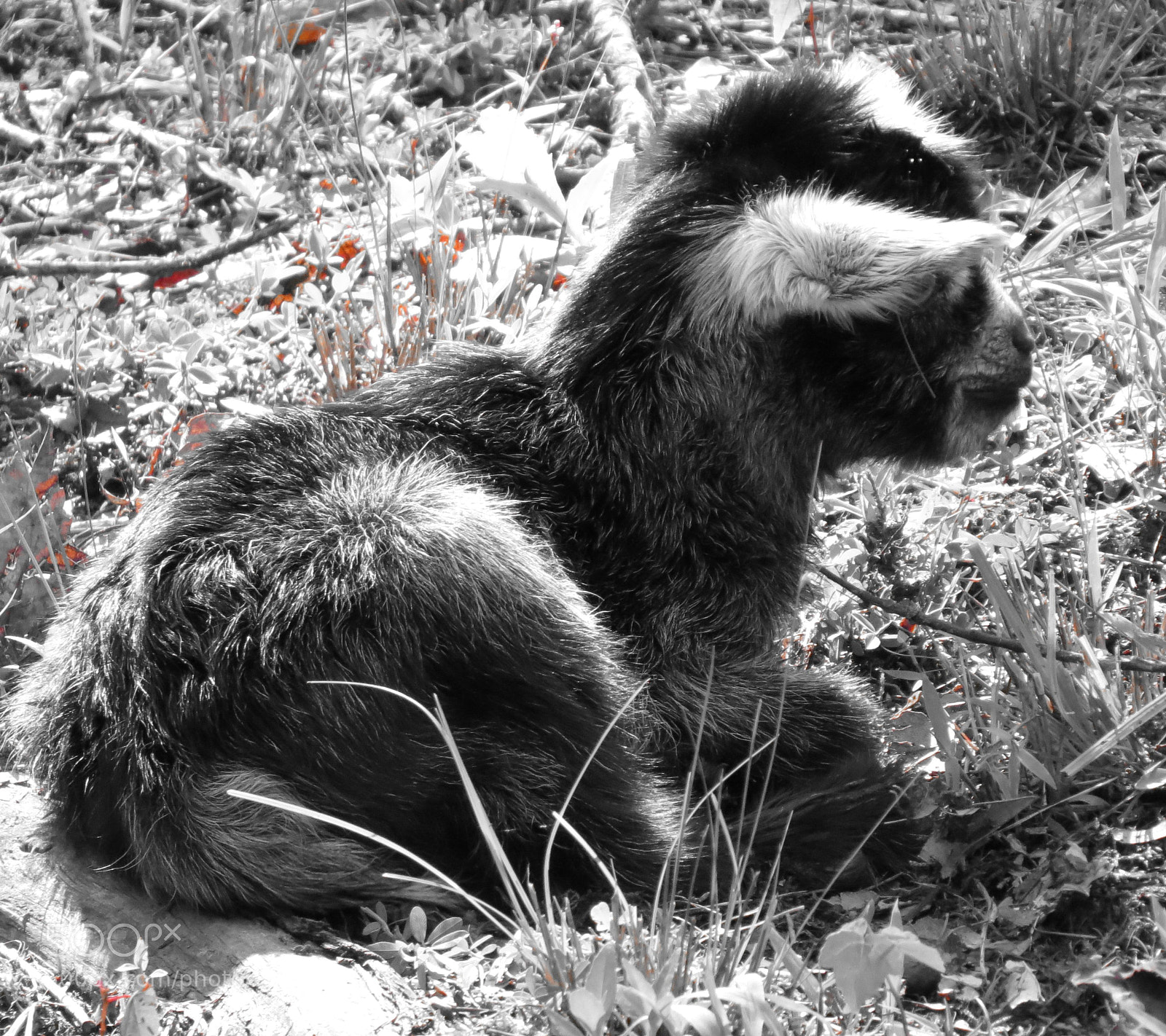 Canon PowerShot SX50 HS sample photo. First nap photography
