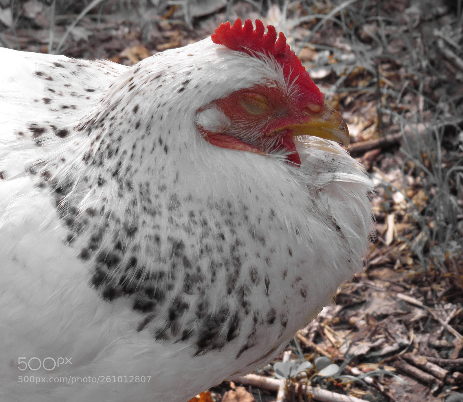 Canon PowerShot SX50 HS sample photo. A sleepy chicken photography