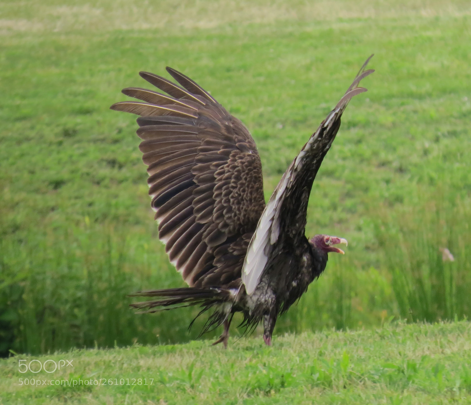 Canon PowerShot SX50 HS sample photo. Air dry photography