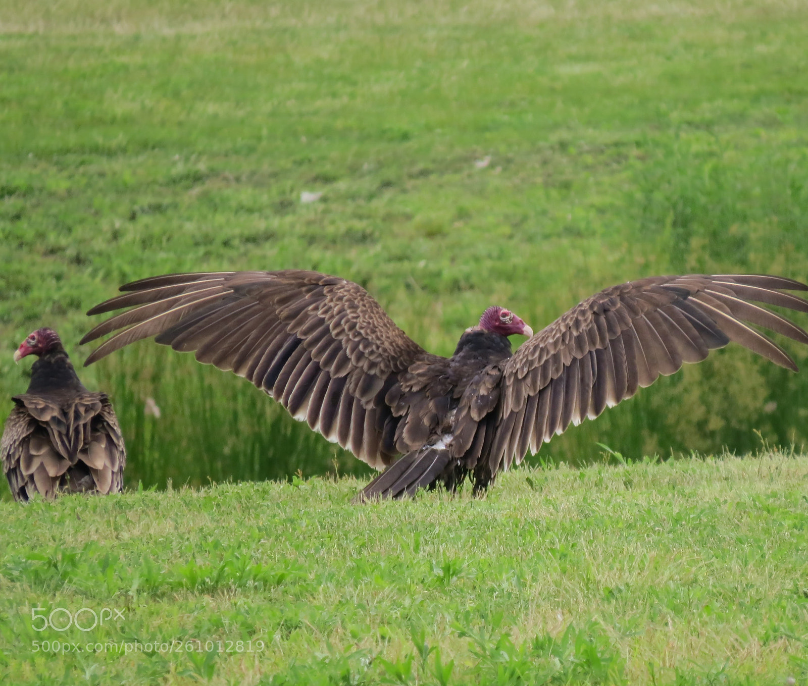Canon PowerShot SX50 HS sample photo. The take off photography