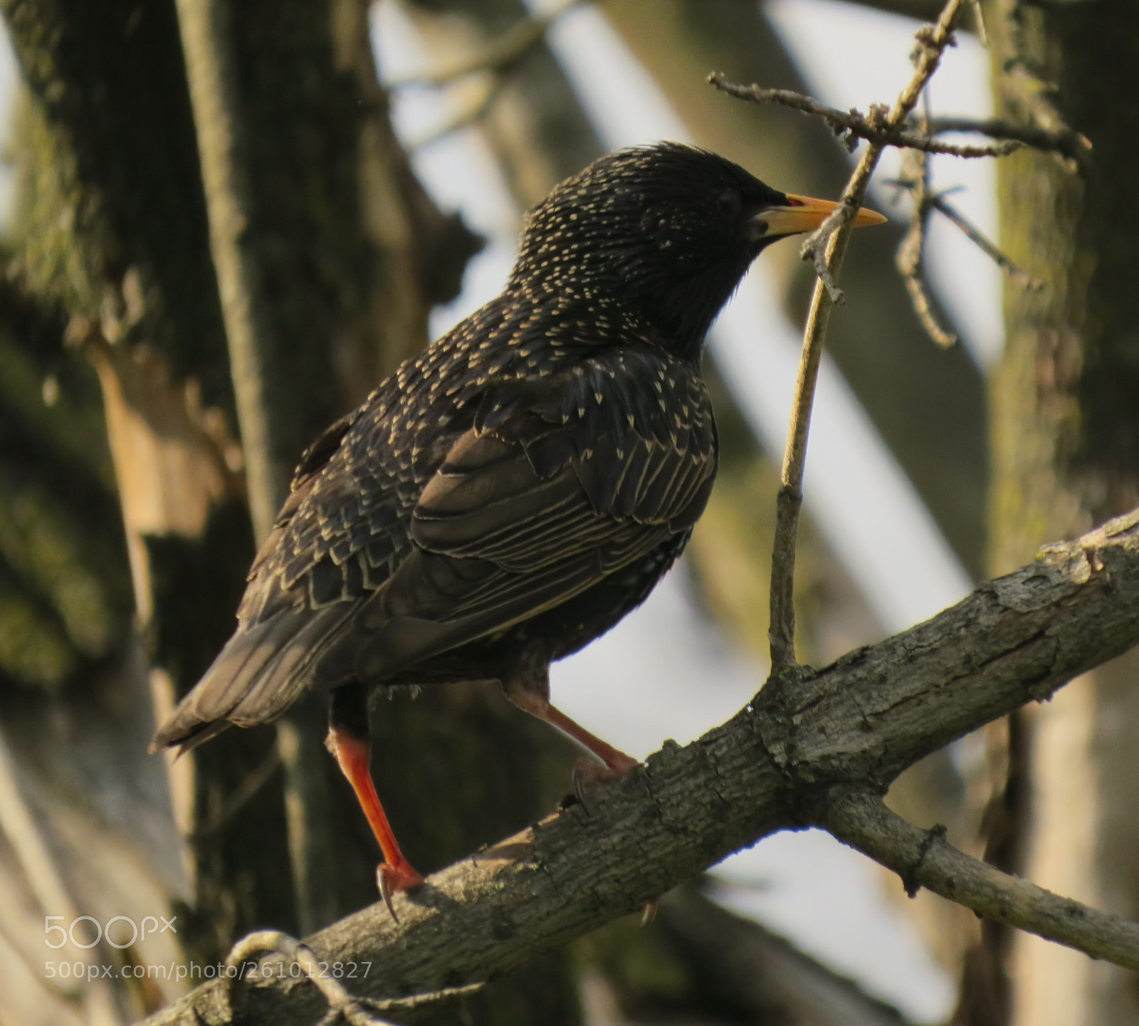 Canon PowerShot SX50 HS sample photo. Mommy bird photography