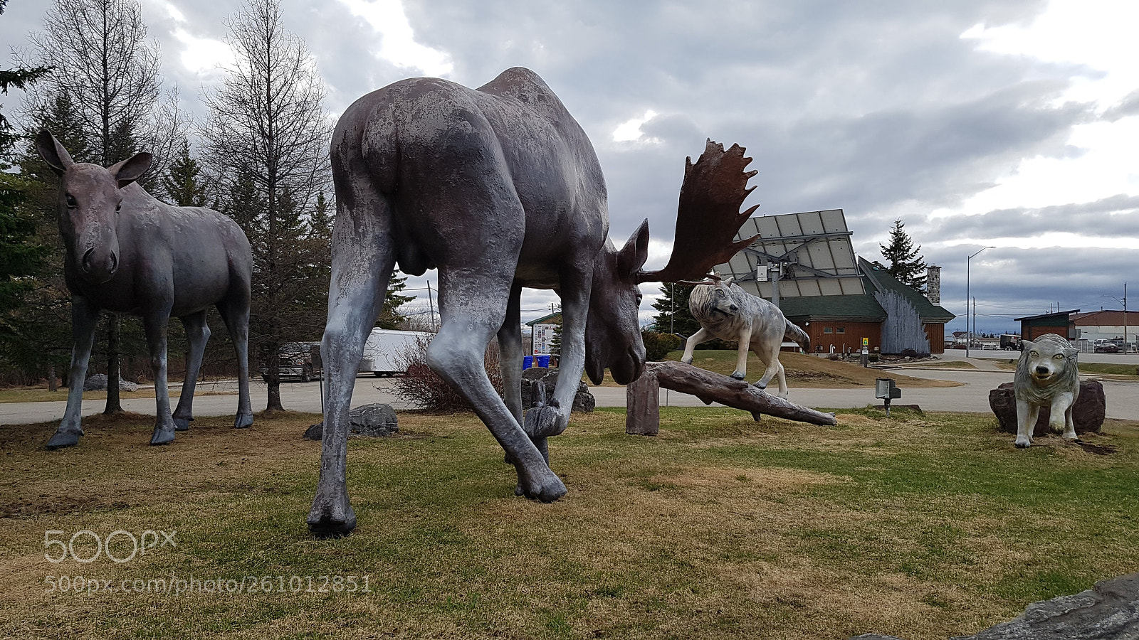 Samsung Galaxy S7 Edge sample photo. Wolf attack photography