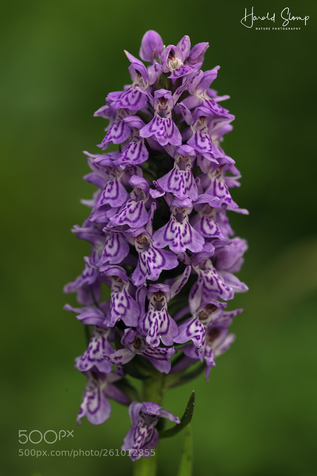 Canon EOS 5DS R sample photo. Spotted orchid photography