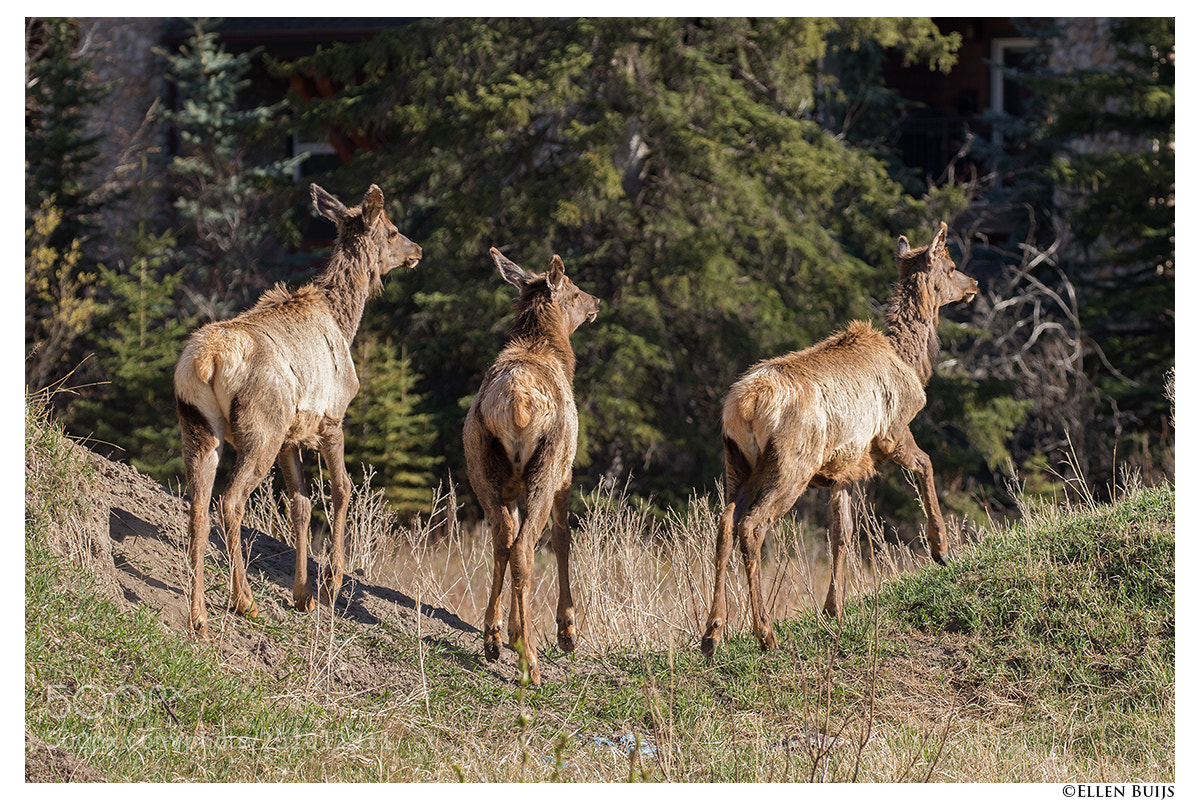 Canon EOS 7D Mark II sample photo. Canada 2018 photography