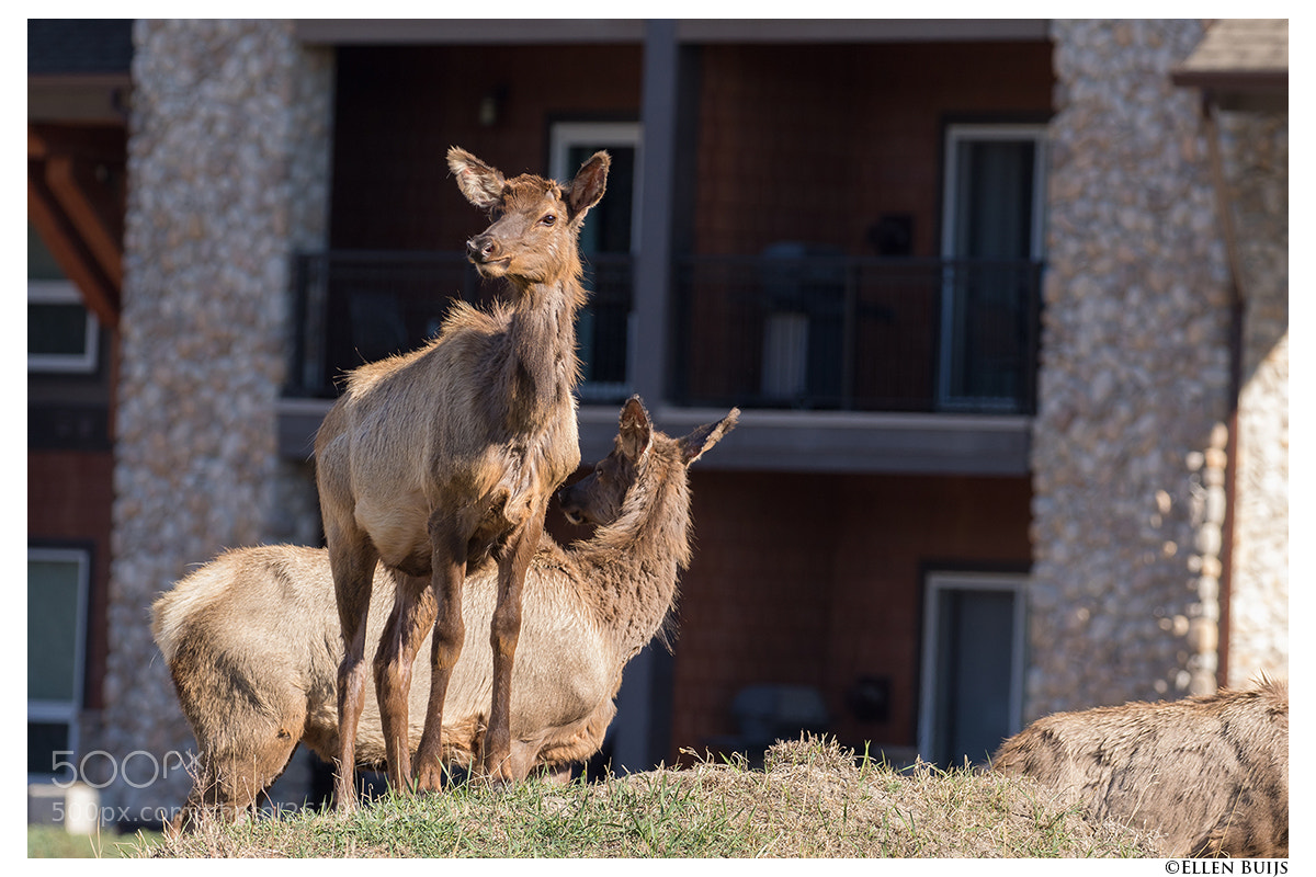 Canon EOS 7D Mark II sample photo. Canada 2018 photography