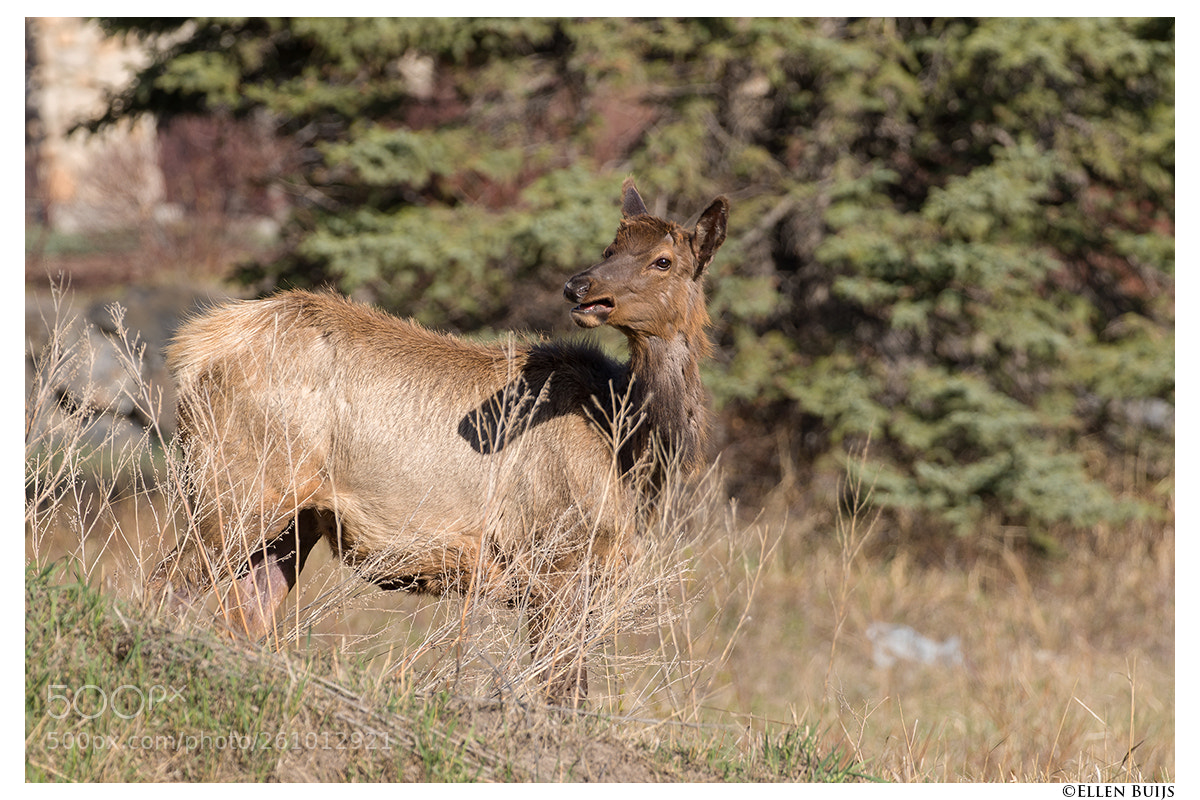 Canon EOS 7D Mark II sample photo. Canada 2018 photography