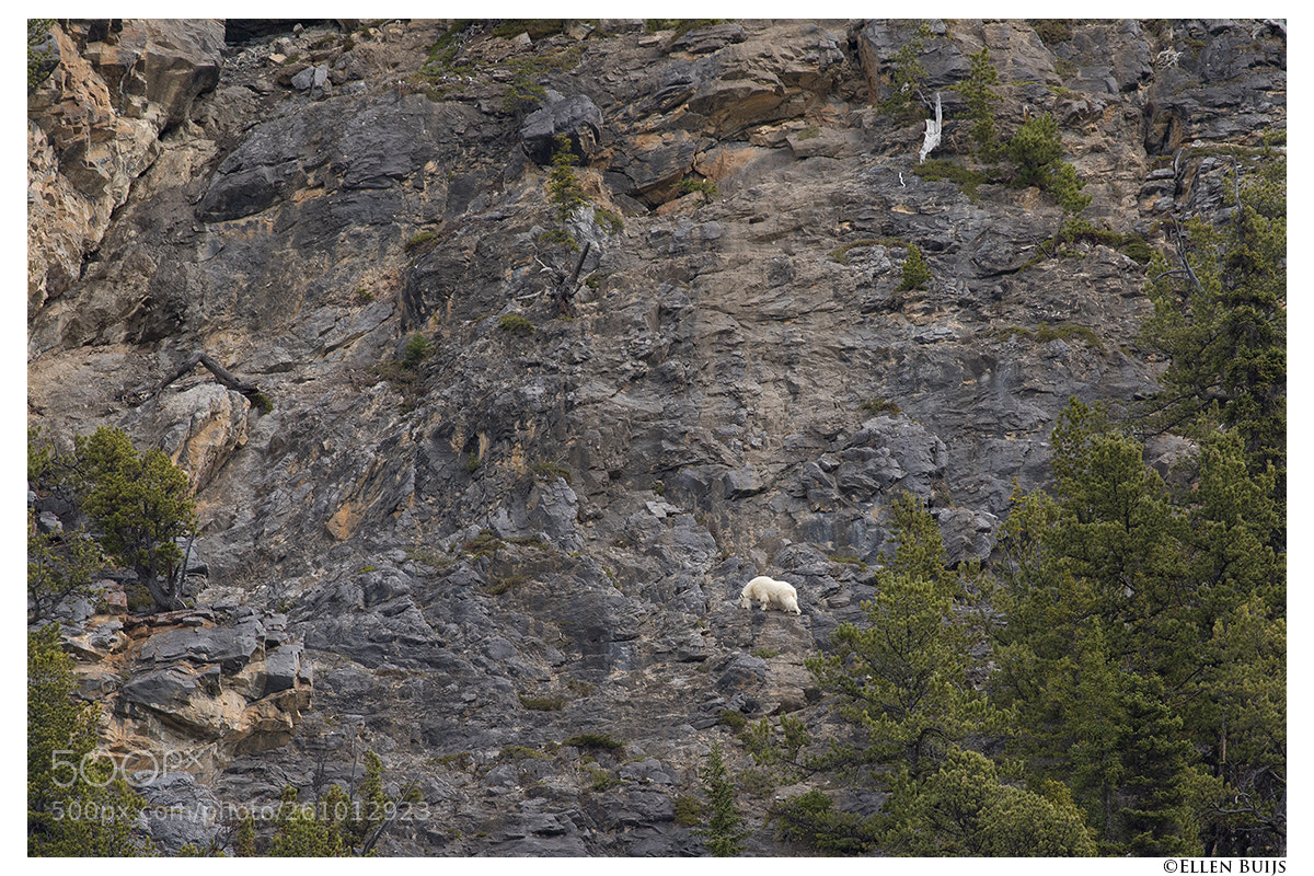 Canon EOS 7D Mark II sample photo. Canada 2018 photography