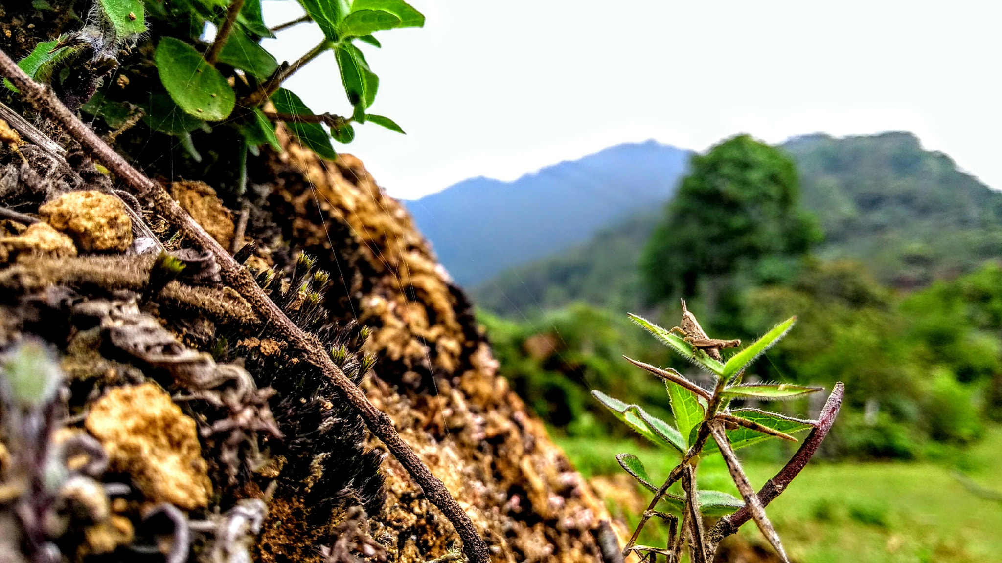 Motorola Moto G (5th Gen) sample photo. Pequeños photography