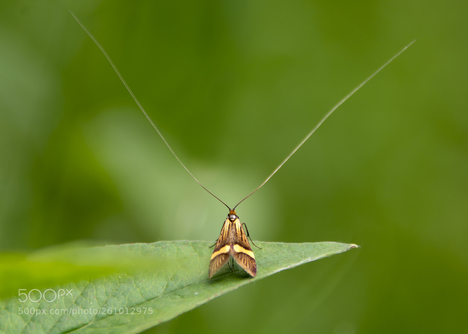 Nikon D7100 sample photo. Longhorn moth photography