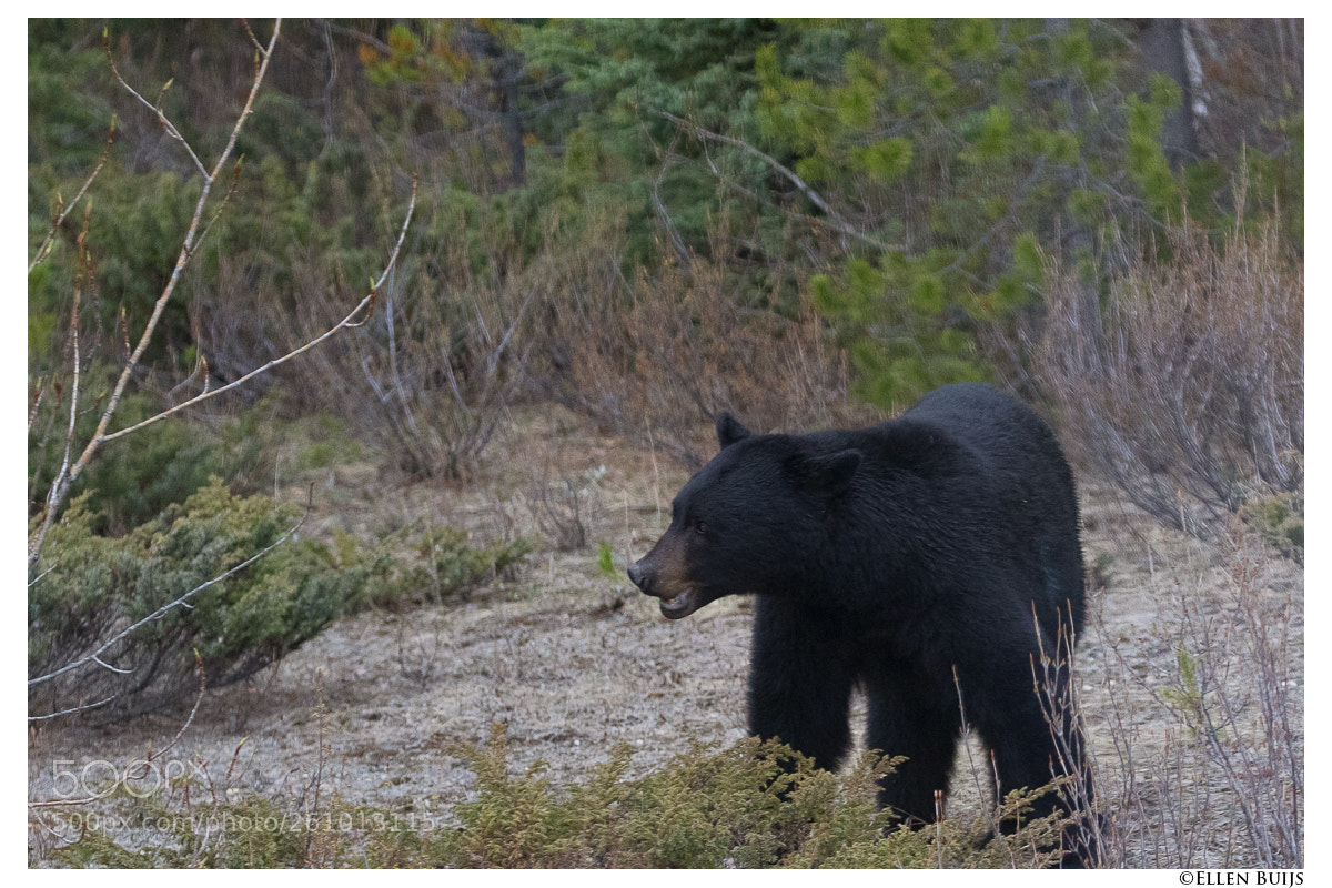 Canon EOS 7D Mark II sample photo. Canada 2018 photography