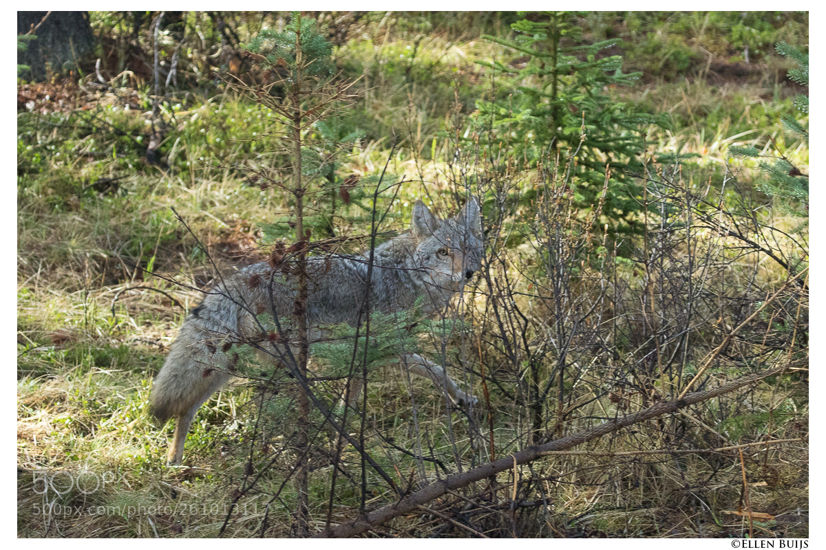 Canon EOS 7D Mark II sample photo. Canada 2018 photography