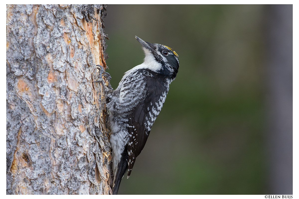 Canon EOS 7D Mark II sample photo. Canada 2018 photography