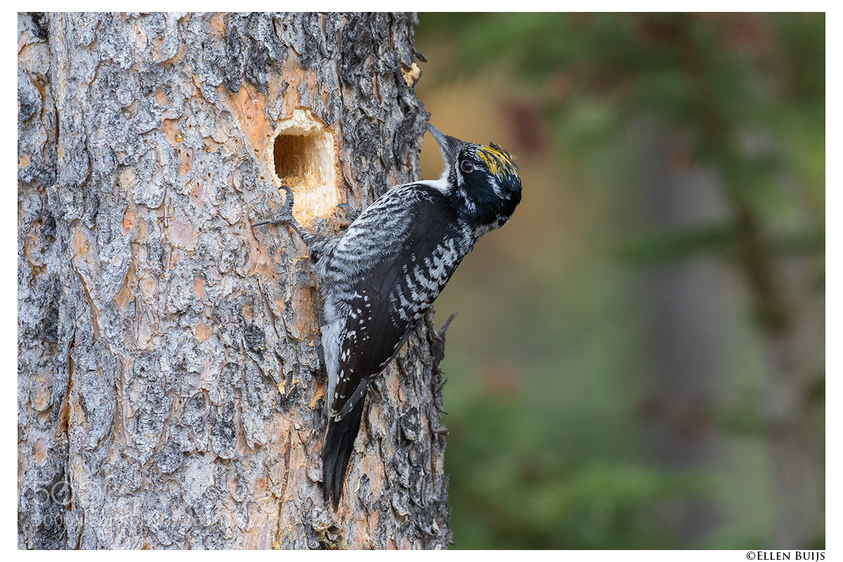 Canon EOS 7D Mark II sample photo. Canada 2018 photography