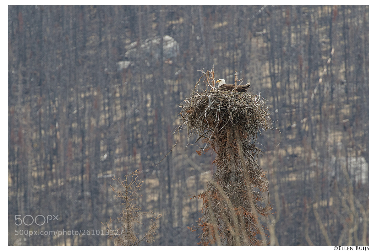 Canon EOS 7D Mark II sample photo. Canada 2018 photography