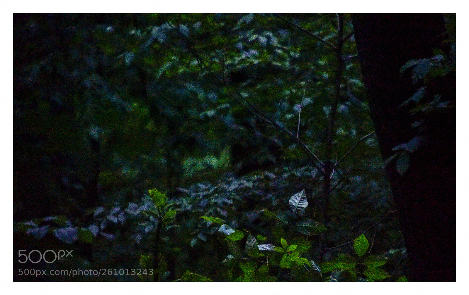 Nikon D810 sample photo. Night leaf photography