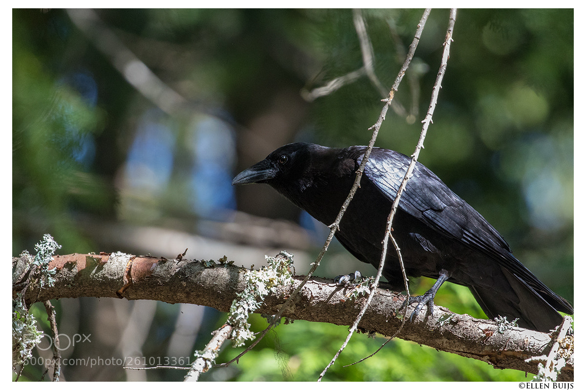 Canon EOS 7D Mark II sample photo. Canada 2018 photography