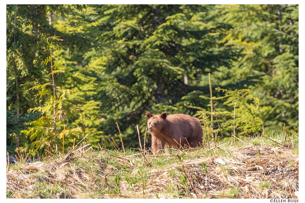 Canon EOS 7D Mark II sample photo. Canada 2018 photography