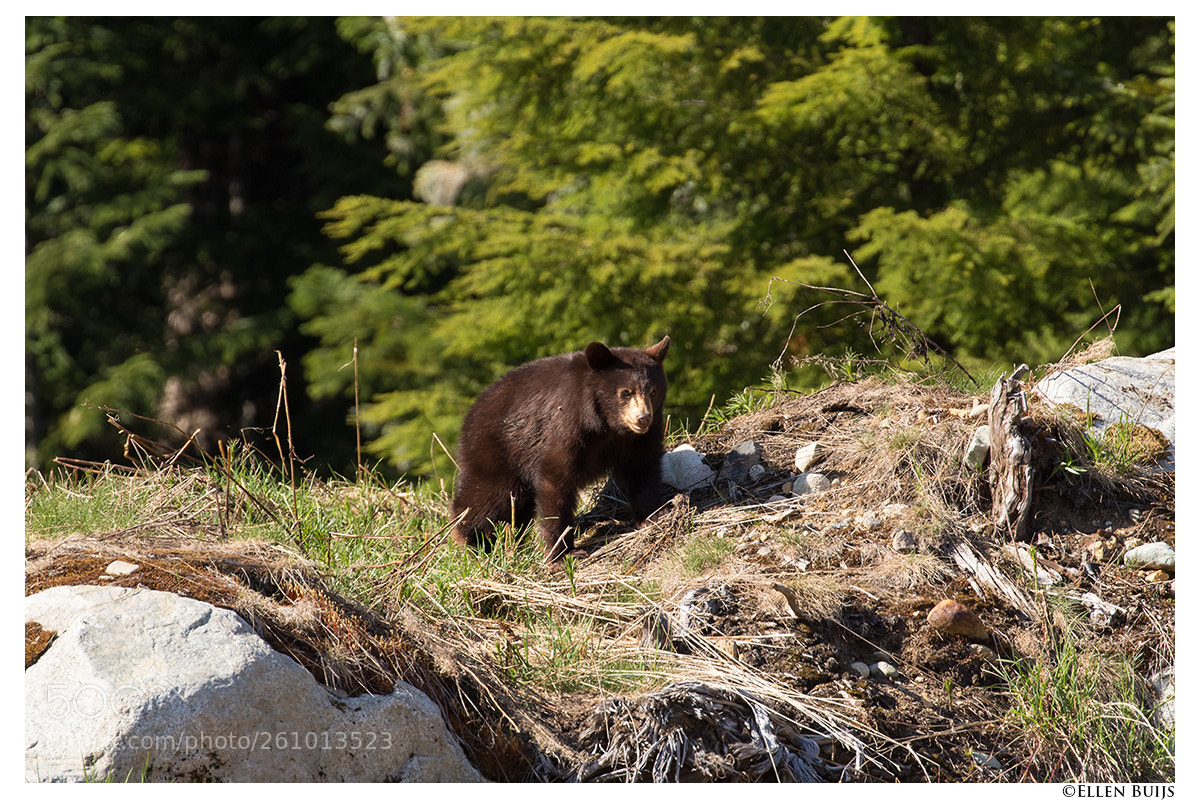 Canon EOS 7D Mark II sample photo. Canada 2018 photography