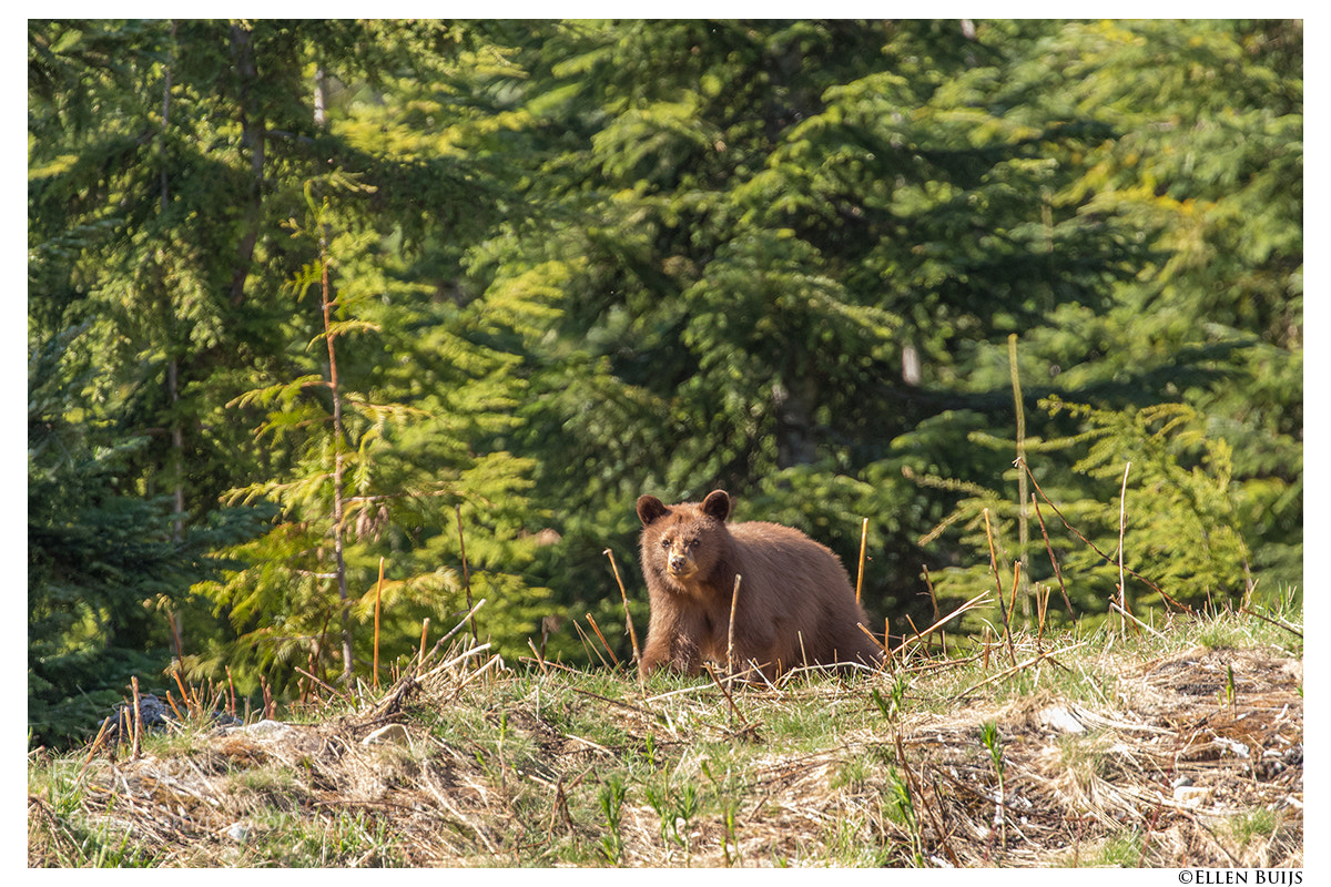 Canon EOS 7D Mark II sample photo. Canada 2018 photography