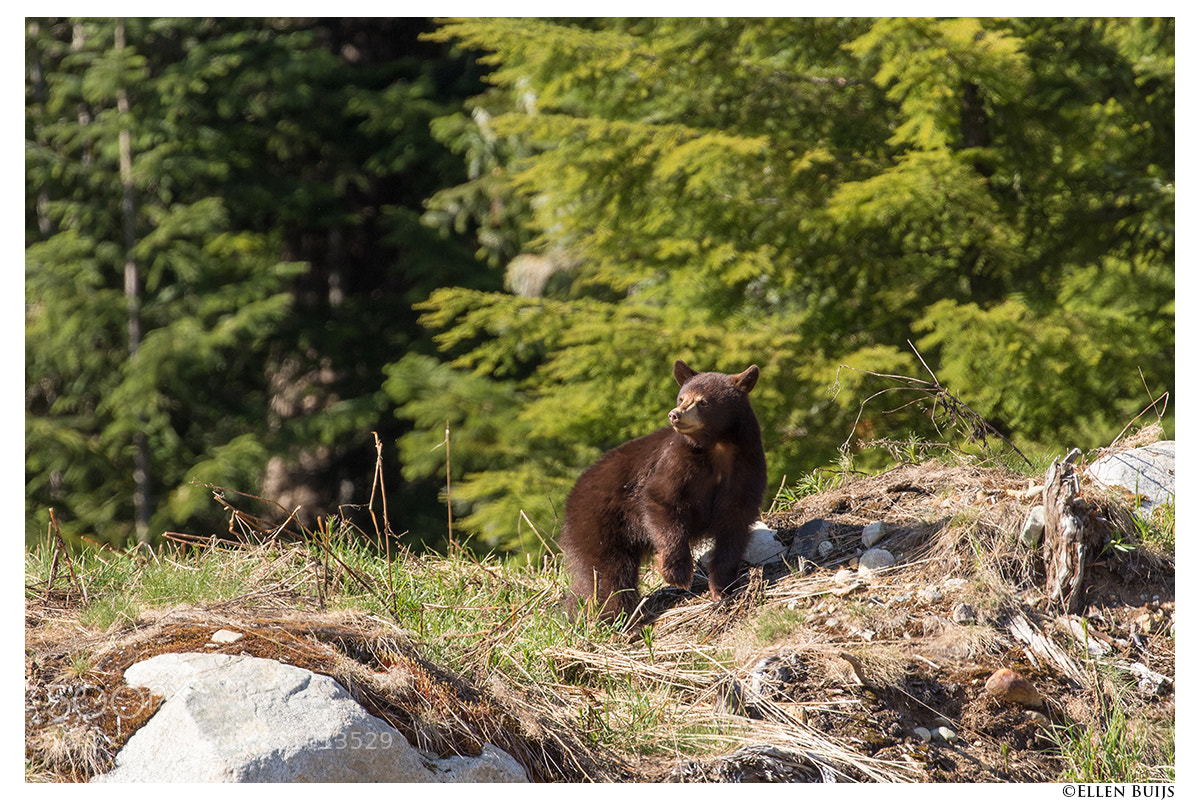 Canon EOS 7D Mark II sample photo. Canada 2018 photography