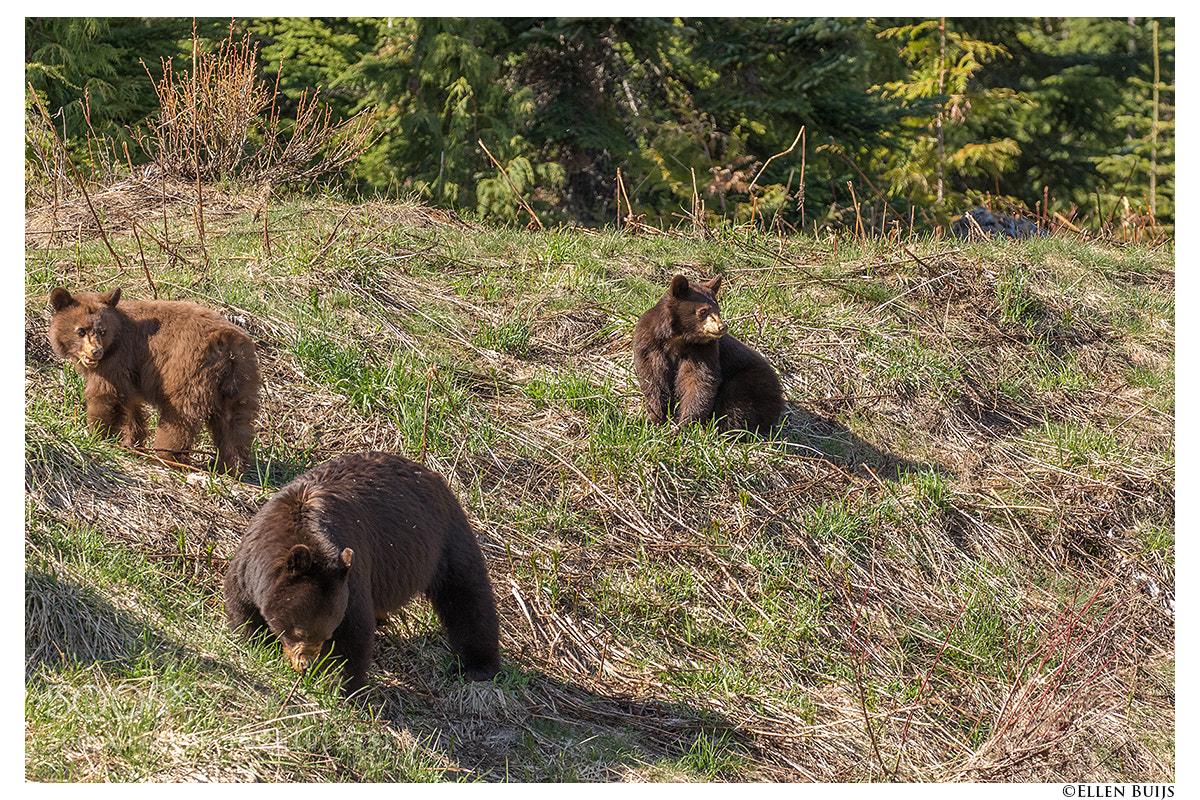 Canon EOS 7D Mark II sample photo. Canada 2018 photography