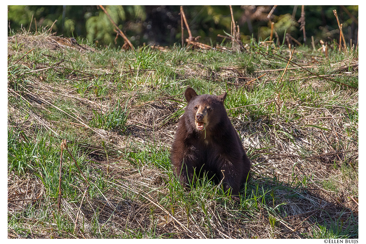 Canon EOS 7D Mark II sample photo. Canada 2018 photography
