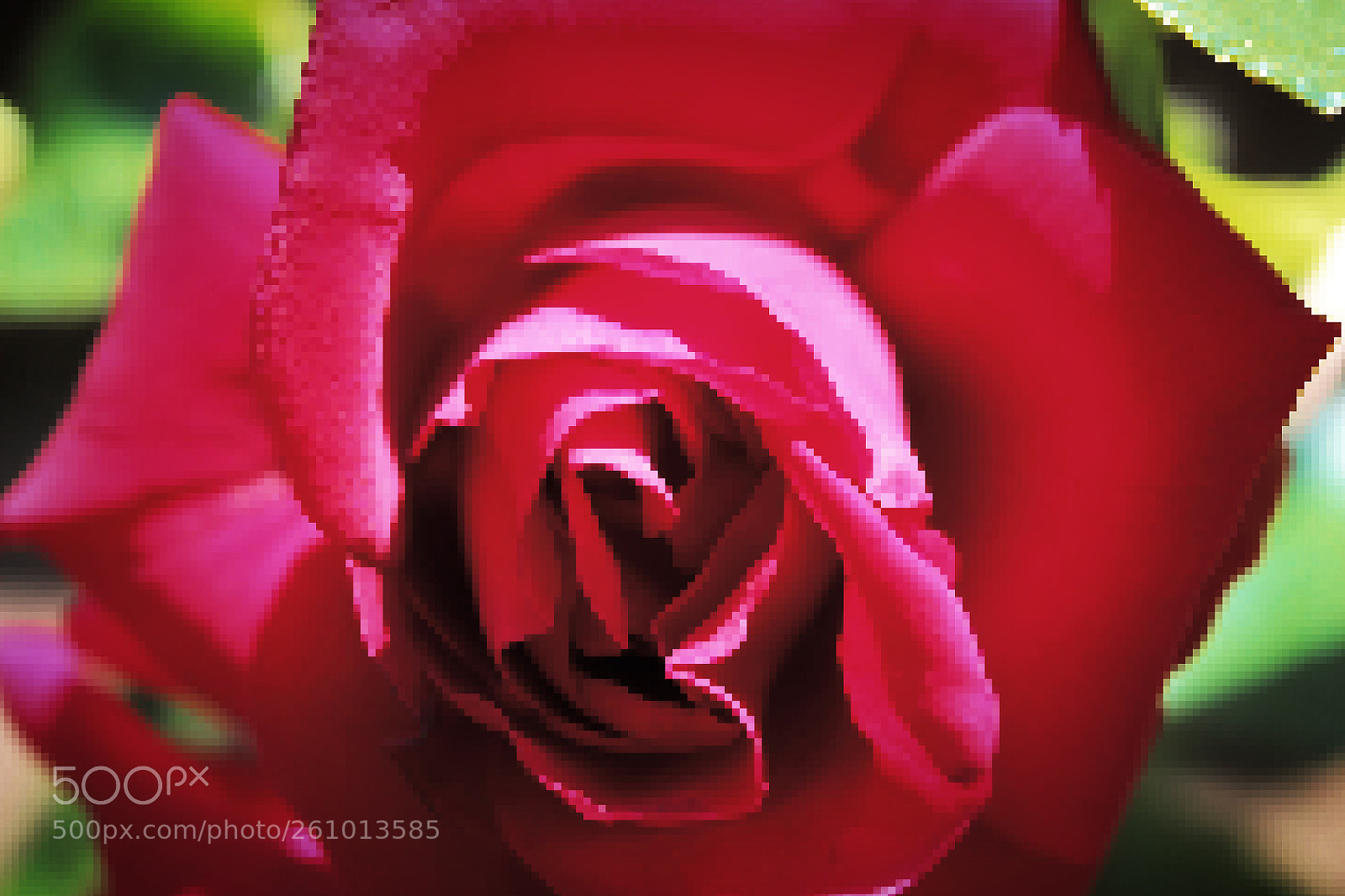 Canon EOS 700D (EOS Rebel T5i / EOS Kiss X7i) sample photo. Pixelated rose photography