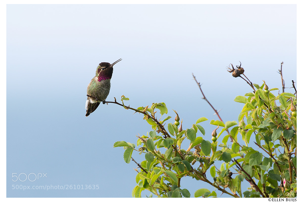 Canon EOS 7D Mark II sample photo. Canada 2018 photography