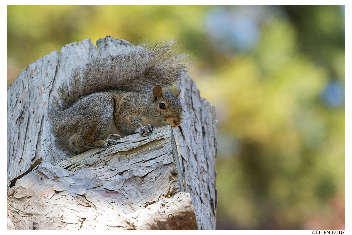 Canon EOS 7D Mark II sample photo. Canada 2018 photography