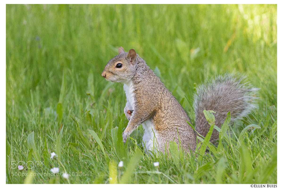 Canon EOS 7D Mark II sample photo. Canada 2018 photography