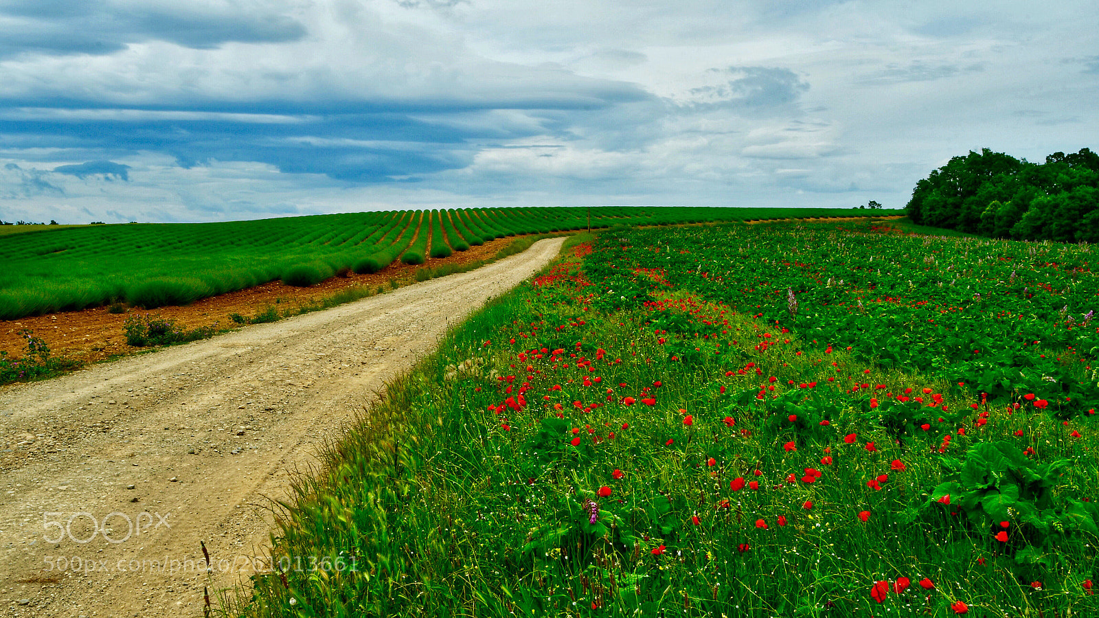 Nikon D500 sample photo. Choice photography