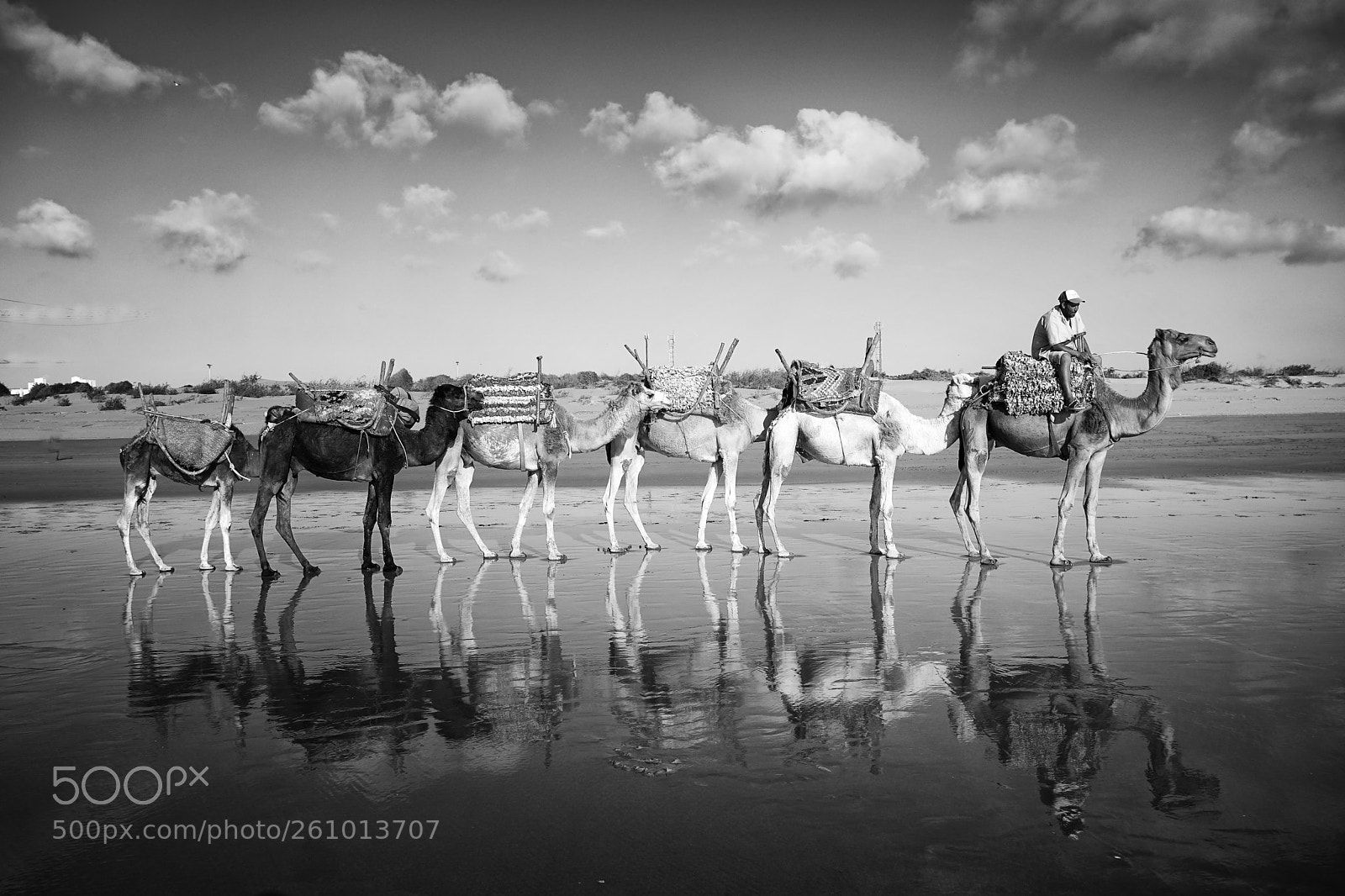 Sony a6500 sample photo. Camels in the evening photography