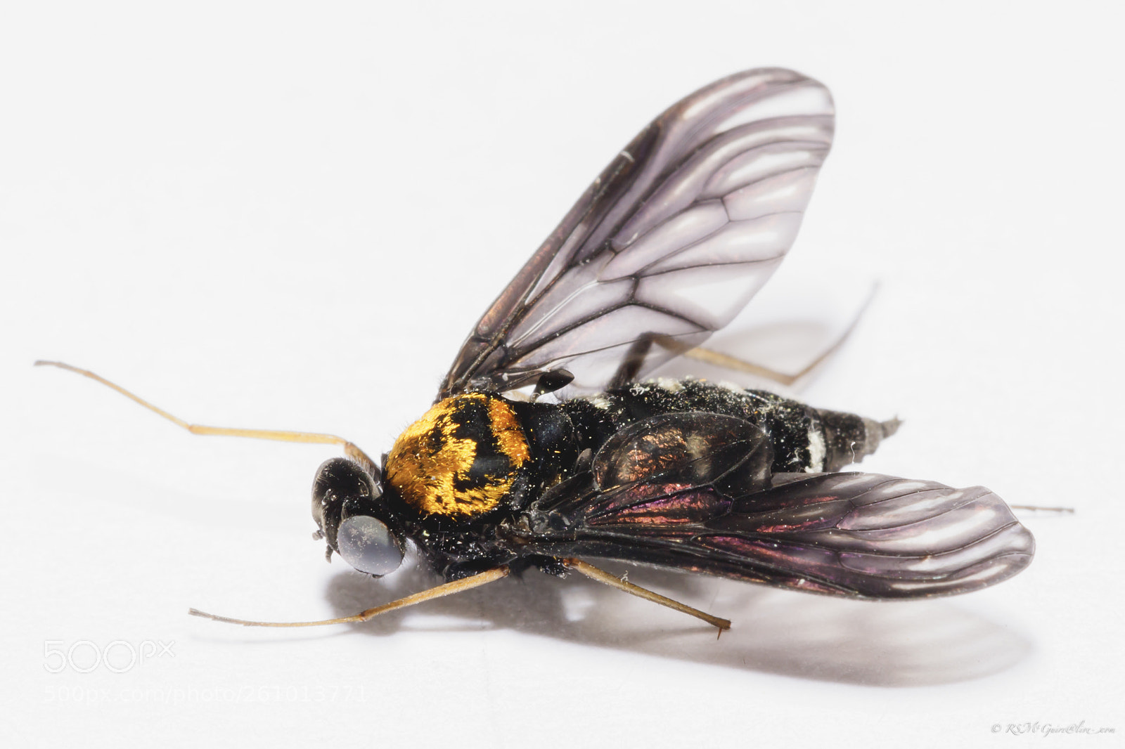 Canon EOS 6D Mark II sample photo. Fly photography