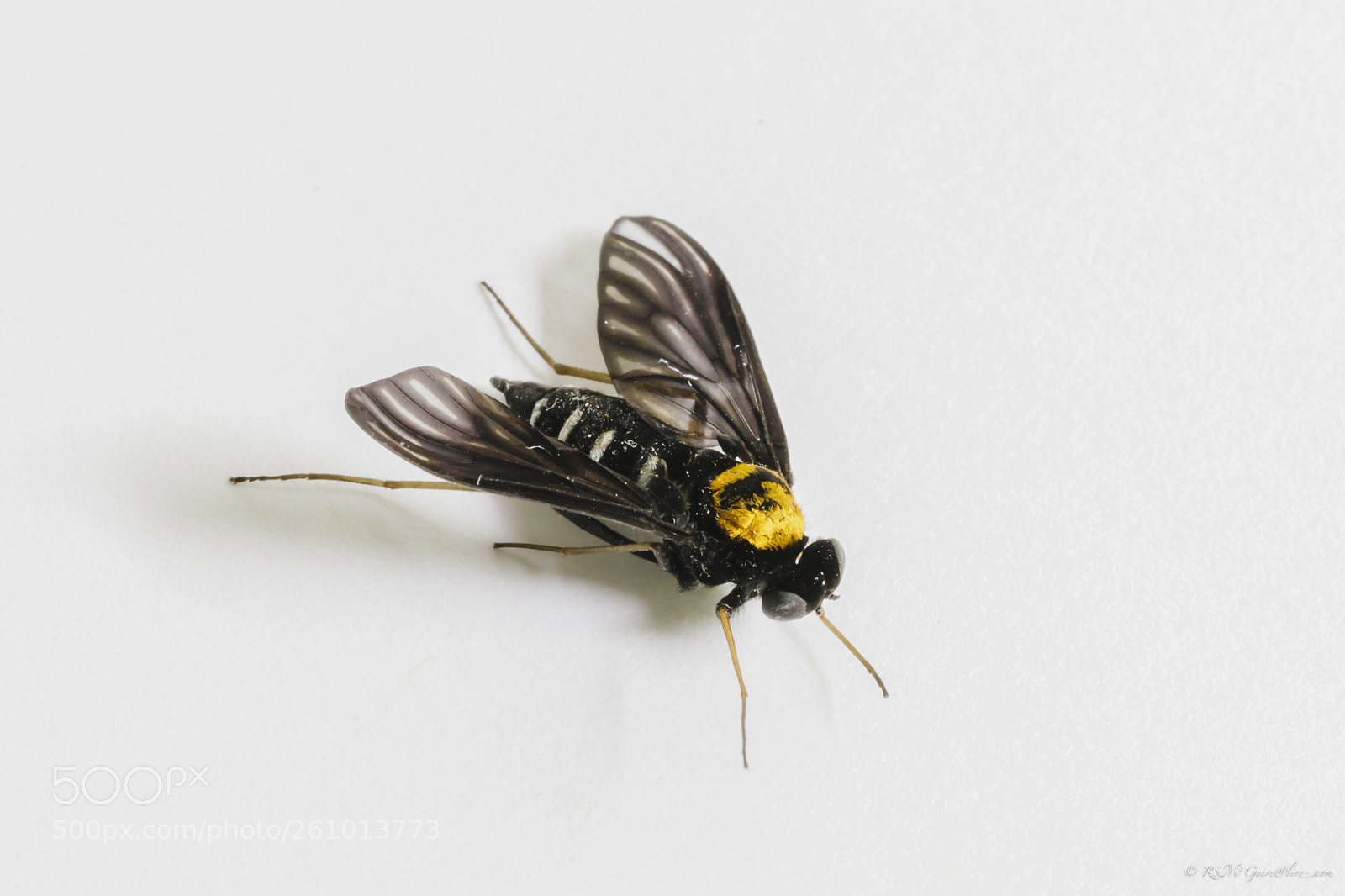Canon EOS 6D Mark II sample photo. Fly photography