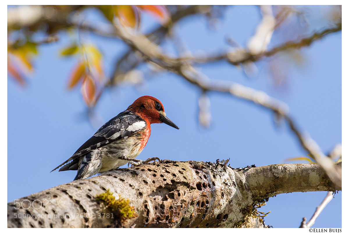 Canon EOS 7D Mark II sample photo. Canada 2018 photography