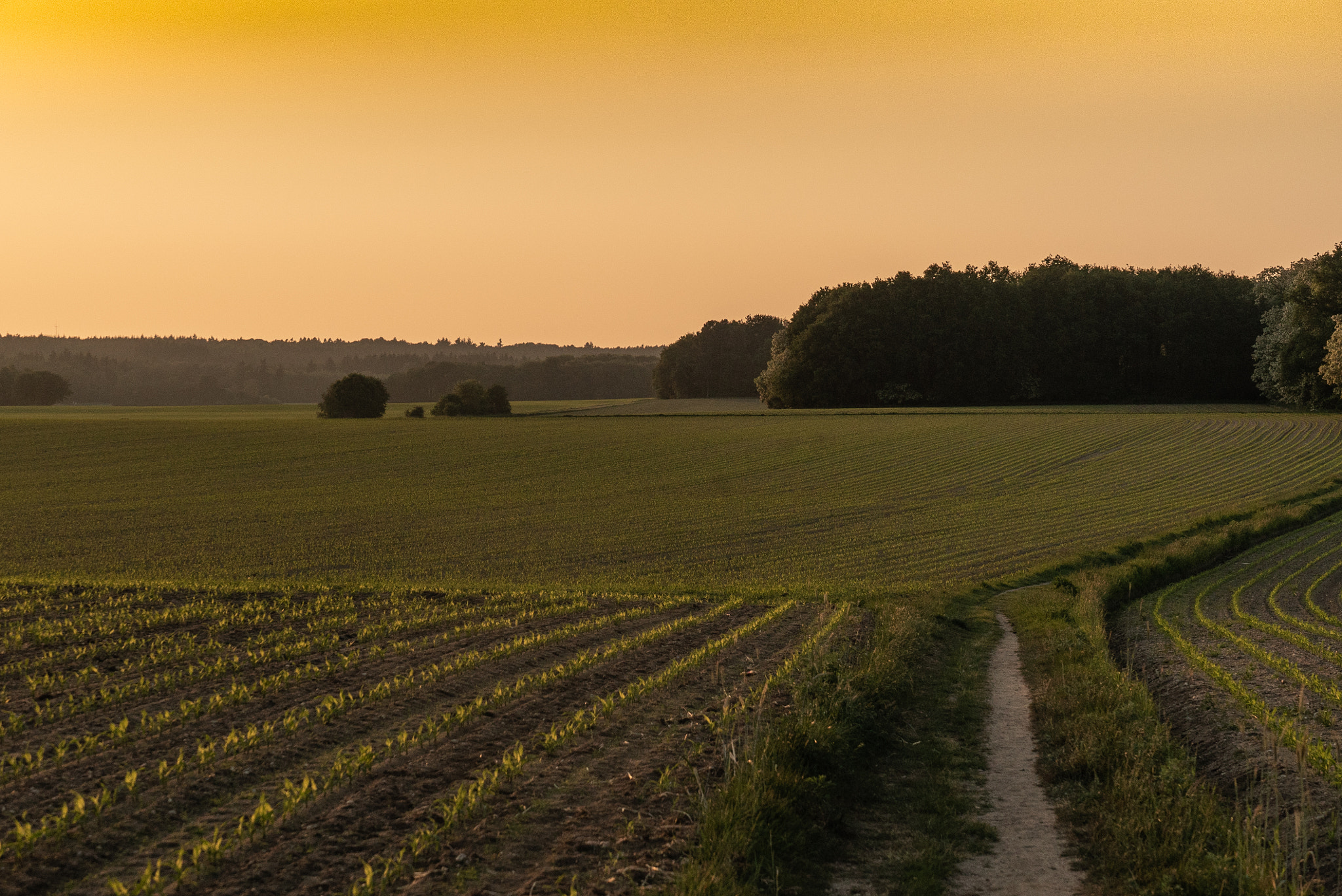 Sony a7S sample photo. Golden hour at montferland photography