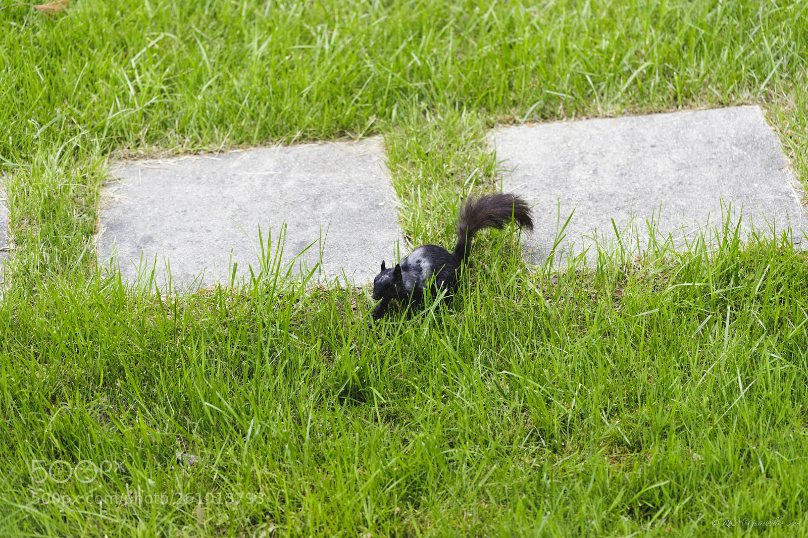 Canon EOS 6D Mark II sample photo. Multi-colered squirrel photography