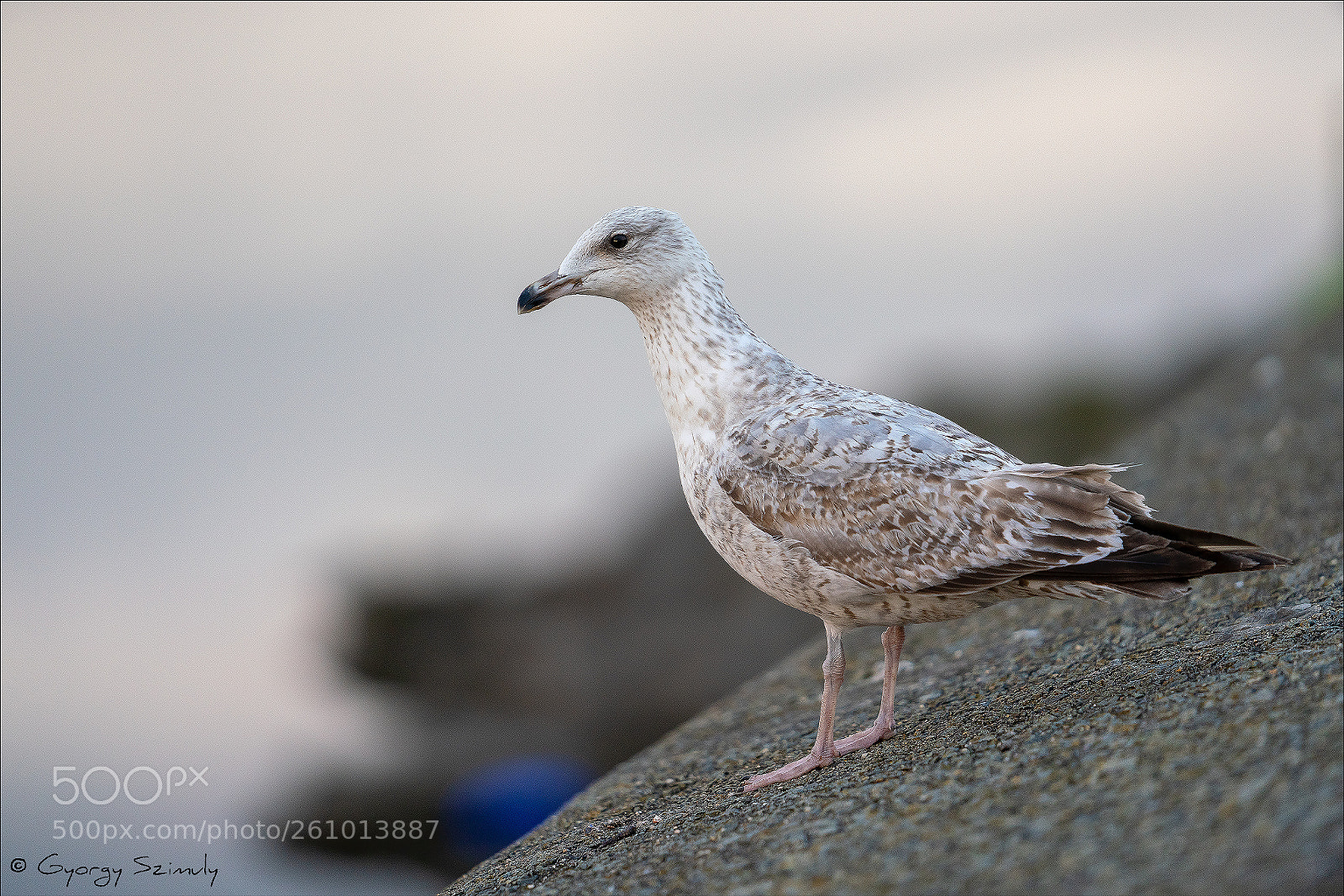 Sony a7R III sample photo. European herring gull larus photography