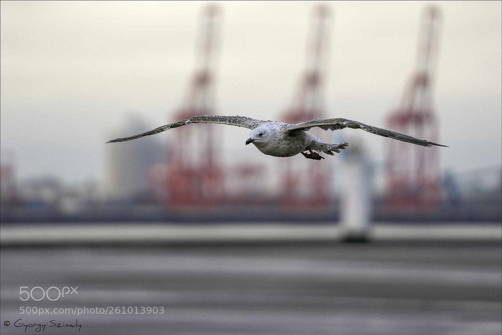 Sony a7R III sample photo. European herring gull larus photography