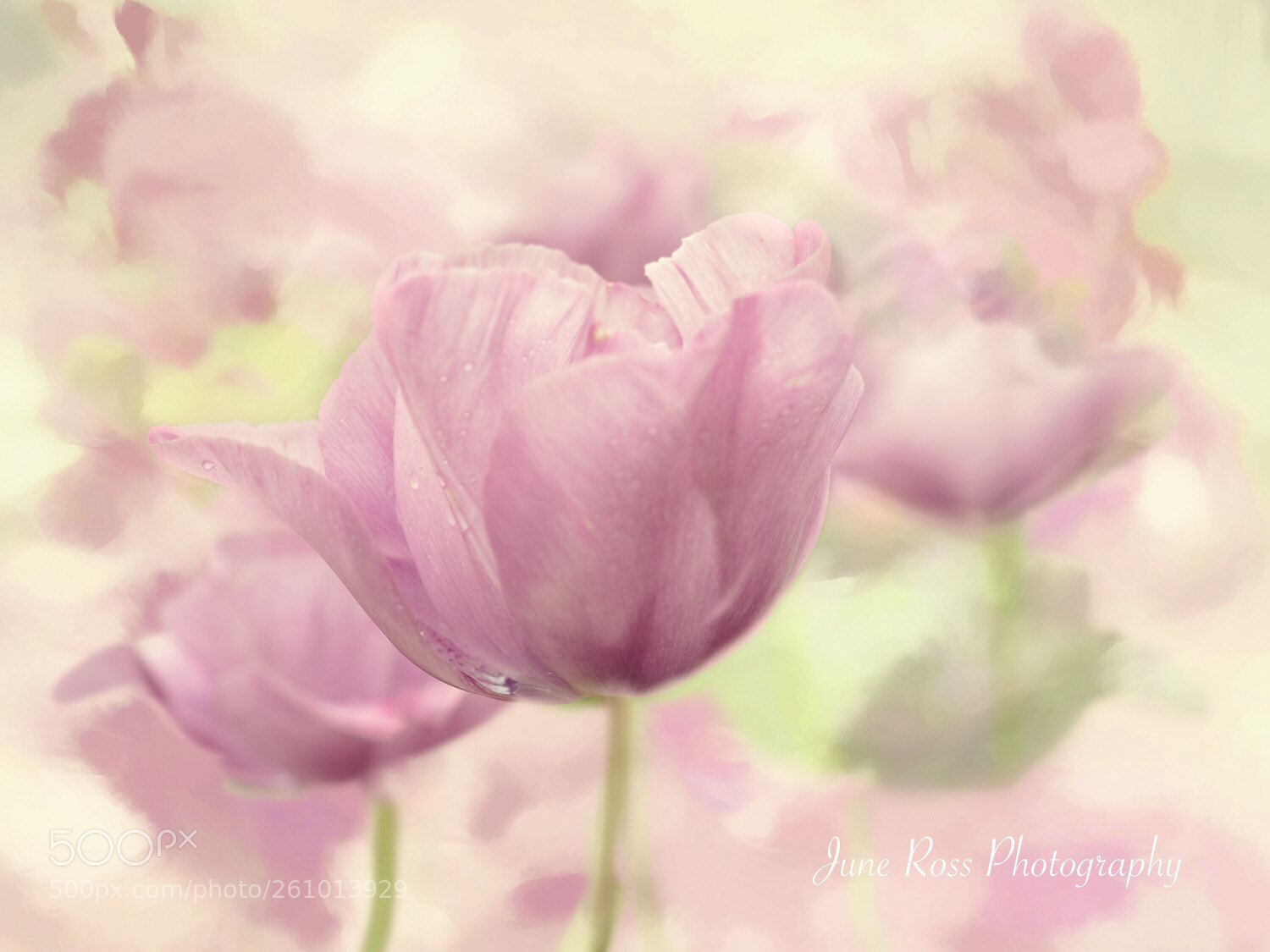 Olympus OM-D E-M5 II sample photo. Tulip dance photography