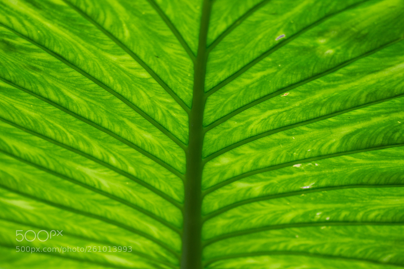 Canon EOS 600D (Rebel EOS T3i / EOS Kiss X5) sample photo. Transparence photography
