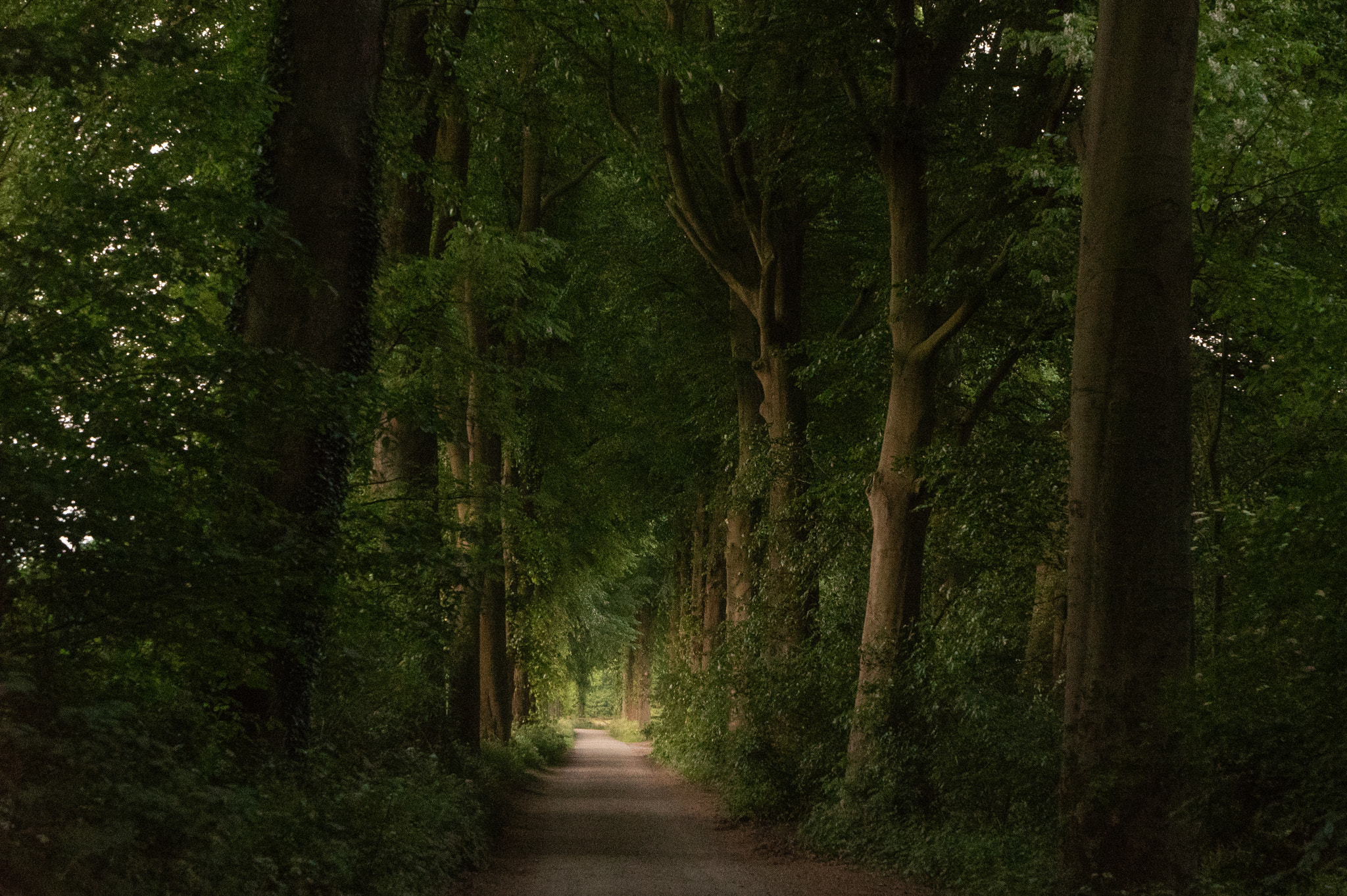 Sony a7S sample photo. Forest road near 's-heerenberg photography