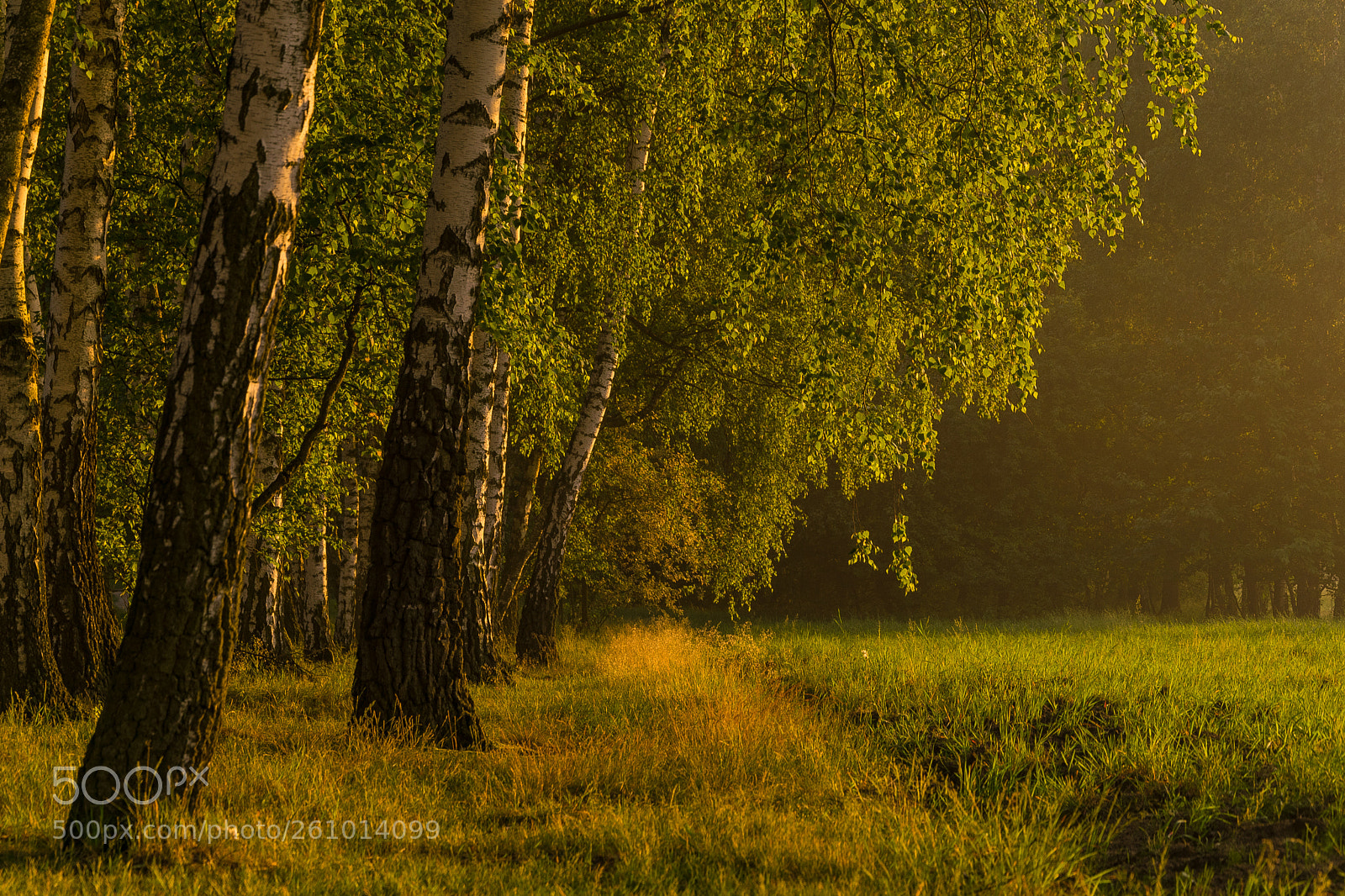 Nikon D3300 sample photo. Sunset in forest photography