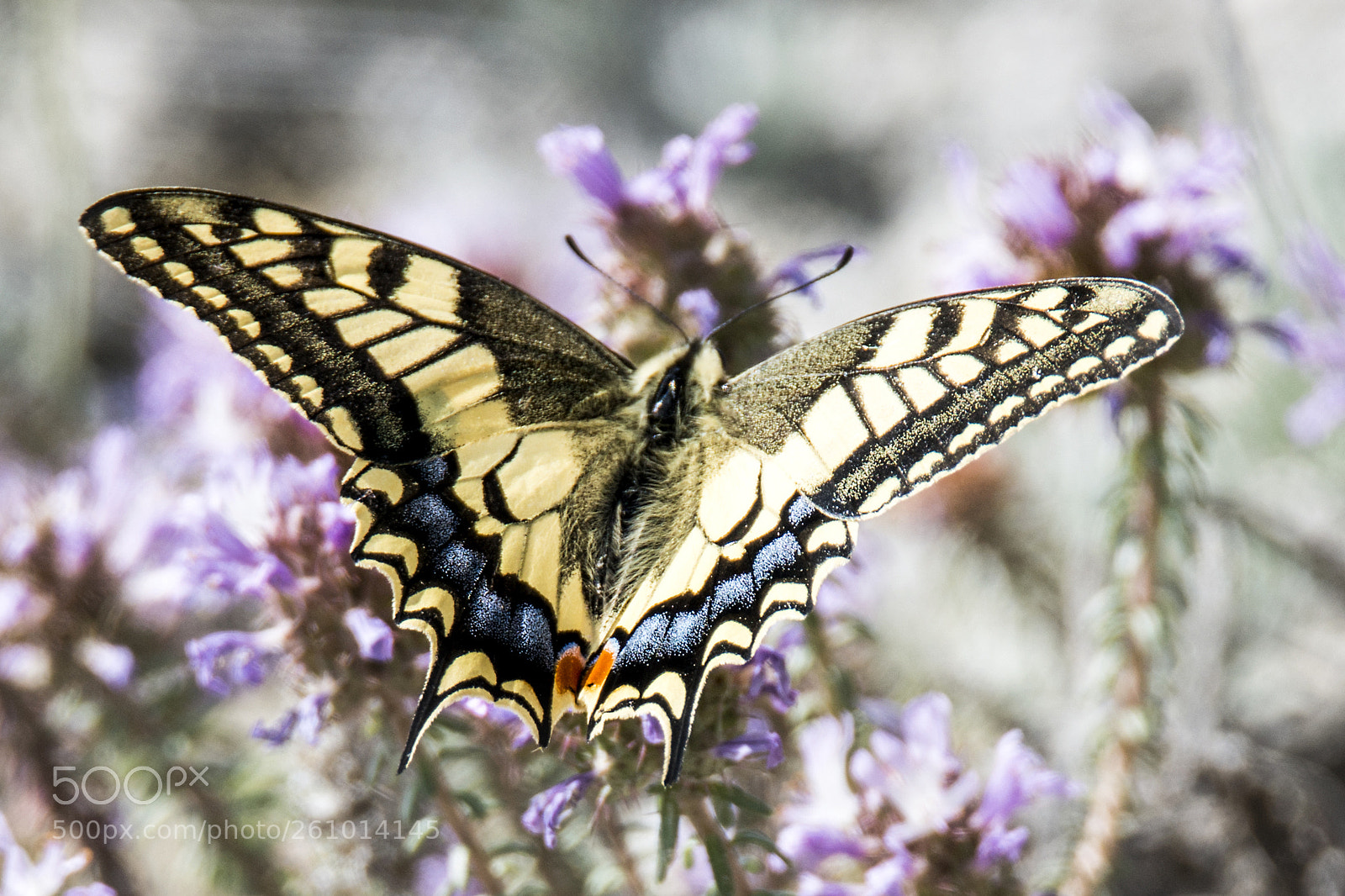 Nikon D800 sample photo. Butterfly! photography